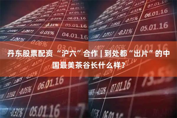 丹东股票配资 “沪六”合作 | 到处都“出片”的中国最美茶谷长什么样？